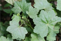Hydrocotyle javanica
